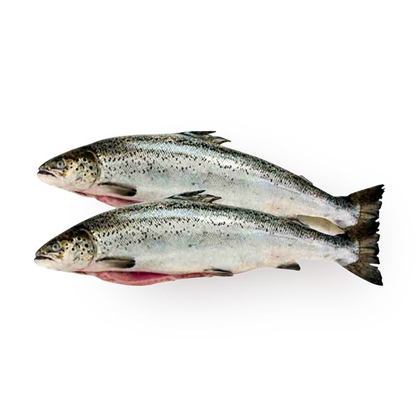 Форель речная «7 морей» свежемороженная