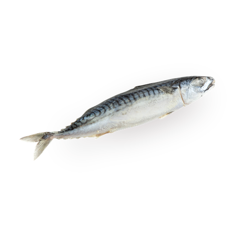 Скумбрия «7 морей» свежемороженная