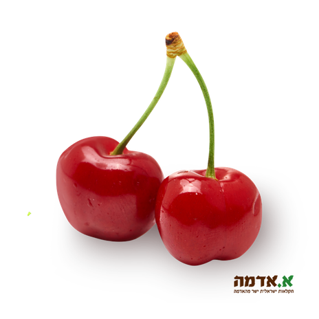Red Cherry
