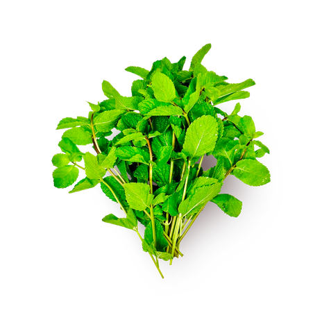 Мята отборная