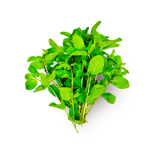 Мята отборная