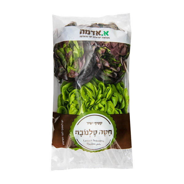 Salanova Hydroponic Lettuce packed