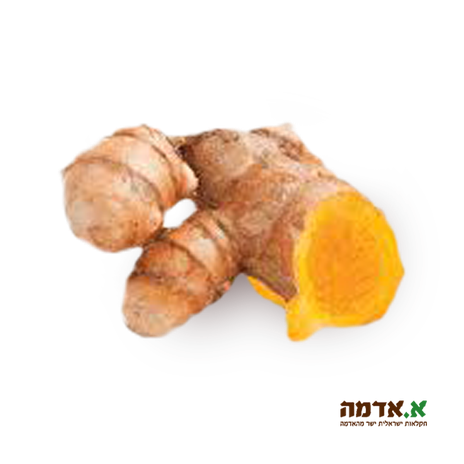 Turmeric