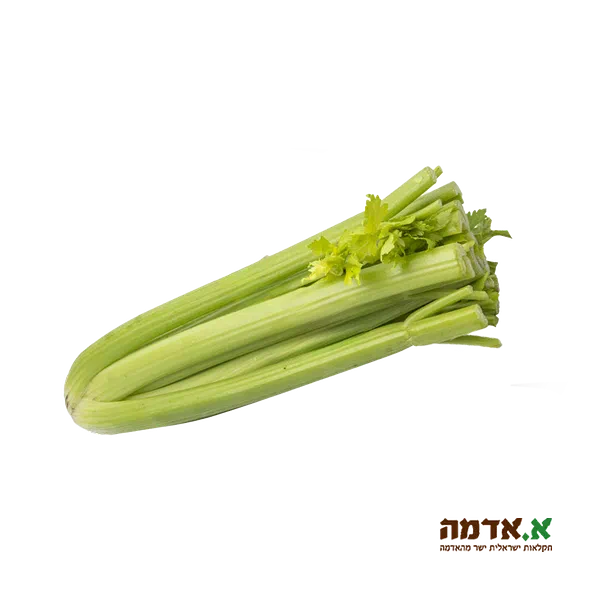 Chopped celery