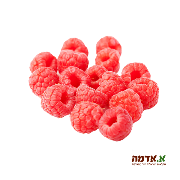 Red raspberry