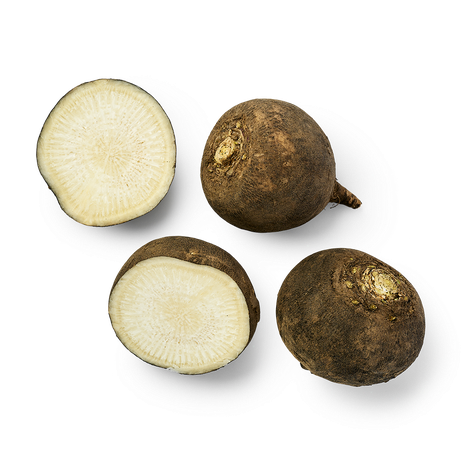 Редька чёрная